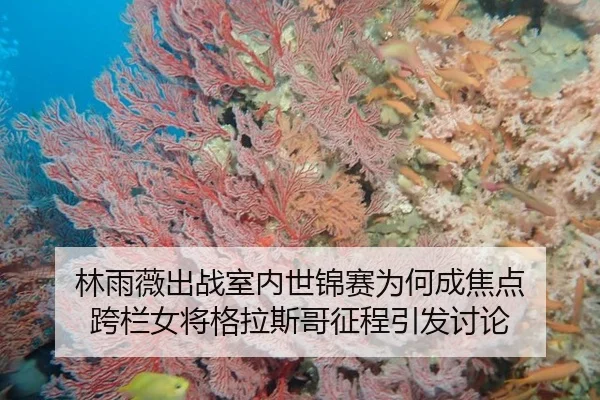 林雨薇出战室内世锦赛为何成焦点 跨栏女将格拉斯哥征程引发讨论
